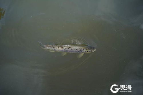 青島漁業科技援藏日記②｜亞東鮭魚有了金色的“健康碼”